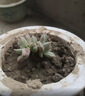 【亏本冲量】多肉植物盆栽新手套餐迷你绿植 2颗不同品种多肉(不带盆和土） 实拍图