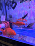 鲸与光鱼池杀菌灯潜水式紫外线灯鱼缸水族箱除藻灯户外uv消毒防水 实拍图