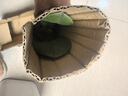 双花剑蝴蝶兰盆栽兰花大苗带花剑四季开花室内花好养易成活 6.公主--双花剑发货 塑料盆栽好 实拍图