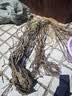 通沭爬山虎苗四季常青爬山虎树苗观叶绿化植物 2年苗10棵源头直发 实拍图