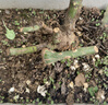 玫瑰花苗老桩绿植物盆栽月季蔷薇老根室内外阳台庭院特大花卉四季 53蒙拉丽莎（老桩苗四季开花） 实拍图