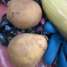 京喜加新鲜黄心土豆农家自种黄皮马铃薯黄心洋芋减脂早餐新鲜蔬菜 黄心土豆 250g 净重 50g起/单果 实拍图
