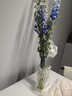 墨斗鱼花瓶轻奢玻璃高22cm大口径透明摆件郁金香富贵竹培容器生日礼物 实拍图