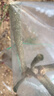 石榴树树苗突尼斯软籽石榴苗盆栽庭院果树特大带土无籽甜石榴树苗 店长推荐：突尼斯软籽石榴5年苗带土带分枝（当年结果 81cm(含)-110cm(含) 实拍图