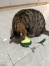 HELLOJOY猫玩具自嗨解闷逗猫棒不倒翁漏食球猫薄荷宠物猫玩的猫咪用品大全 实拍图