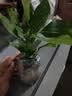 绣球花苗盆栽庭院花八仙花盆栽绣球花大苗无尽夏绣球室卉室外庭院 无尽夏【4号】原土发货【当年开花】 实拍图