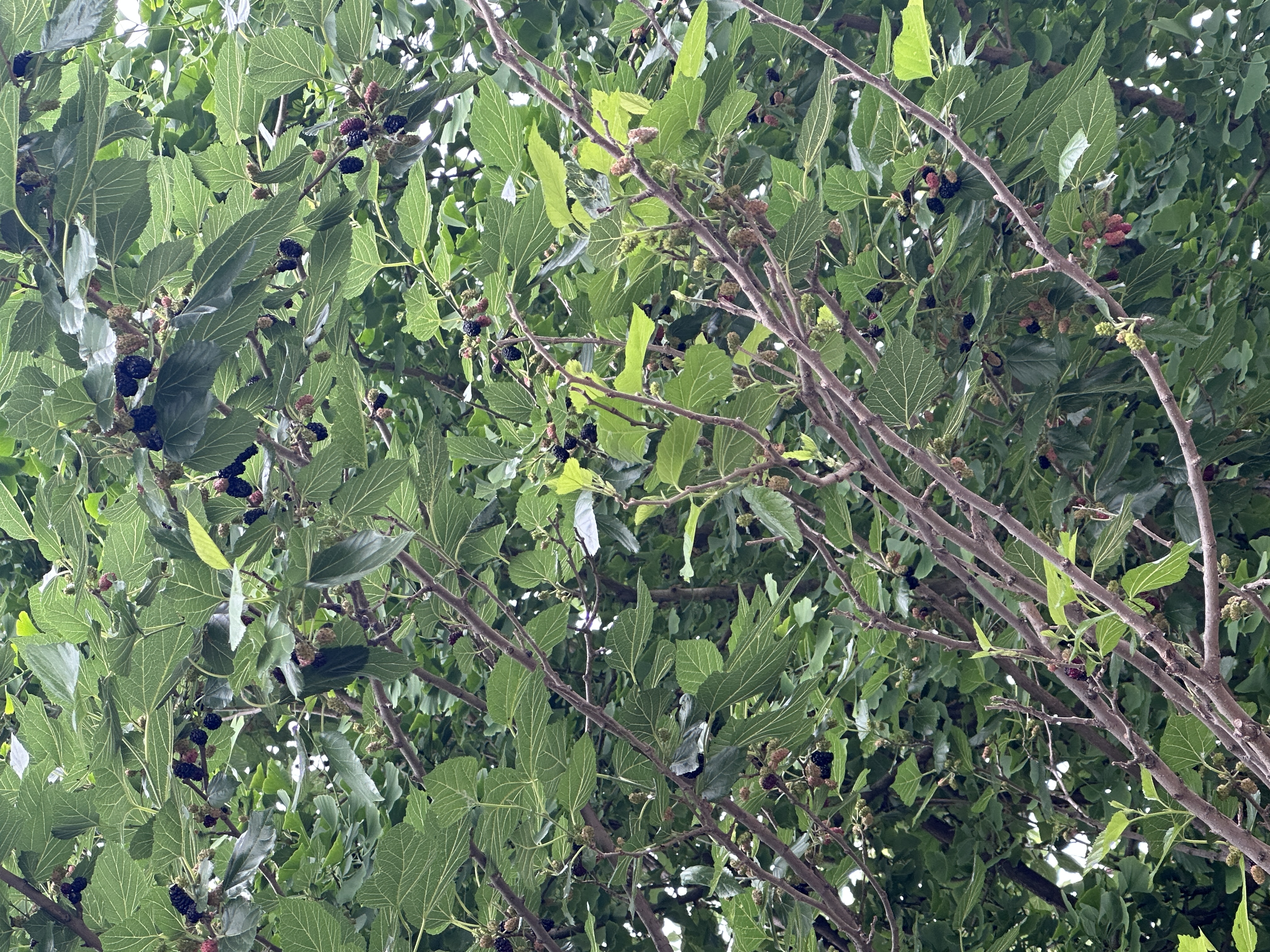 博士伦美瞳日抛彩色隐形眼镜自然混血大小直径 光的三次方10片装*3 实拍图