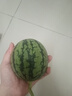 【东东农场专供】2k西瓜网红小糖丸西瓜麒麟西瓜脆甜整箱包邮 小糖丸1.5-2斤 晒单实拍图