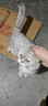 pidan混合豆腐猫砂 除臭结团经典款豆腐膨润土皮蛋猫砂2.4kg*8包 实拍图
