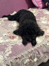 皇家狗粮 成犬粮 通用犬型 CC通用狗粮12月以上 3KG【成犬通用】 实拍图