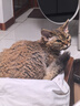 皇家成猫猫粮 营养均衡 F32 通用粮 1-7岁 2KG 实拍图