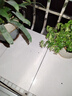 榄菊电蚊香片87片+加热器 无香型驱蚊防蚊片电蚊香灭蚊片电热蚊香片 实拍图