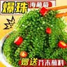 万般宜 海葡萄新鲜盐渍即食品儿童凉拌菜鱼子酱火锅商家用300克+6种蘸料 实拍图