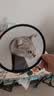 欢宠网伊丽莎白圈猫宠物狗猫咪狗狗绝育软项圈头套脖套防舔防咬脖圈耻辱 实拍图