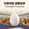 京鲜生 无抗保洁鲜鸡蛋30枚/盒 健康轻食 礼盒送礼 1.5kg/盒 源头直发 实拍图