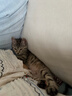 冠能猫粮幼猫猫粮3周-12月龄2.5kg 全价猫粮 添加牛初乳 增肥发腮 实拍图
