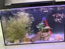 鱼缸黄水过滤清洁神器水族箱吸色片透水净水材料过滤器吸色纸 净水片【200百片装】底价 实拍图