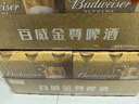 百威金尊啤酒500ml*18听整箱装 单一麦芽原麦京东自营喜酒踏春送礼 实拍图