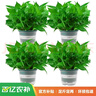 京东绿植绿萝盆栽除甲醛花卉绿植办公室新房净化空气180加仑4盆装源头直 实拍图