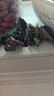 十月稻田 东北黑木耳 500g 干木耳 黑龙江东宁特产 肉厚无根 火锅煲汤炒菜 实拍图