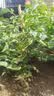 寿禾番茄苗秧大全西红柿苗千禧苗圣女果苗种子批发普罗旺斯蔬菜苗 老品种西红柿苗 18棵 实拍图