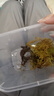 暮秋小主宠物玉米蛇活物爬宠幼体异宠翠青开食王蛇活体苗子幼崽真蛇无毒 金边苗 实拍图
