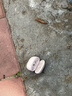 Apple/苹果 type-c转lightning闪电充电线-1米 手机数据线 旗舰店原装苹果iphone14/13promax快充线 实拍图