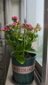 九千谷花盆加仑盆升级款塑料花盆家用园艺种植盆带托盘16*16cm3个装5068 实拍图