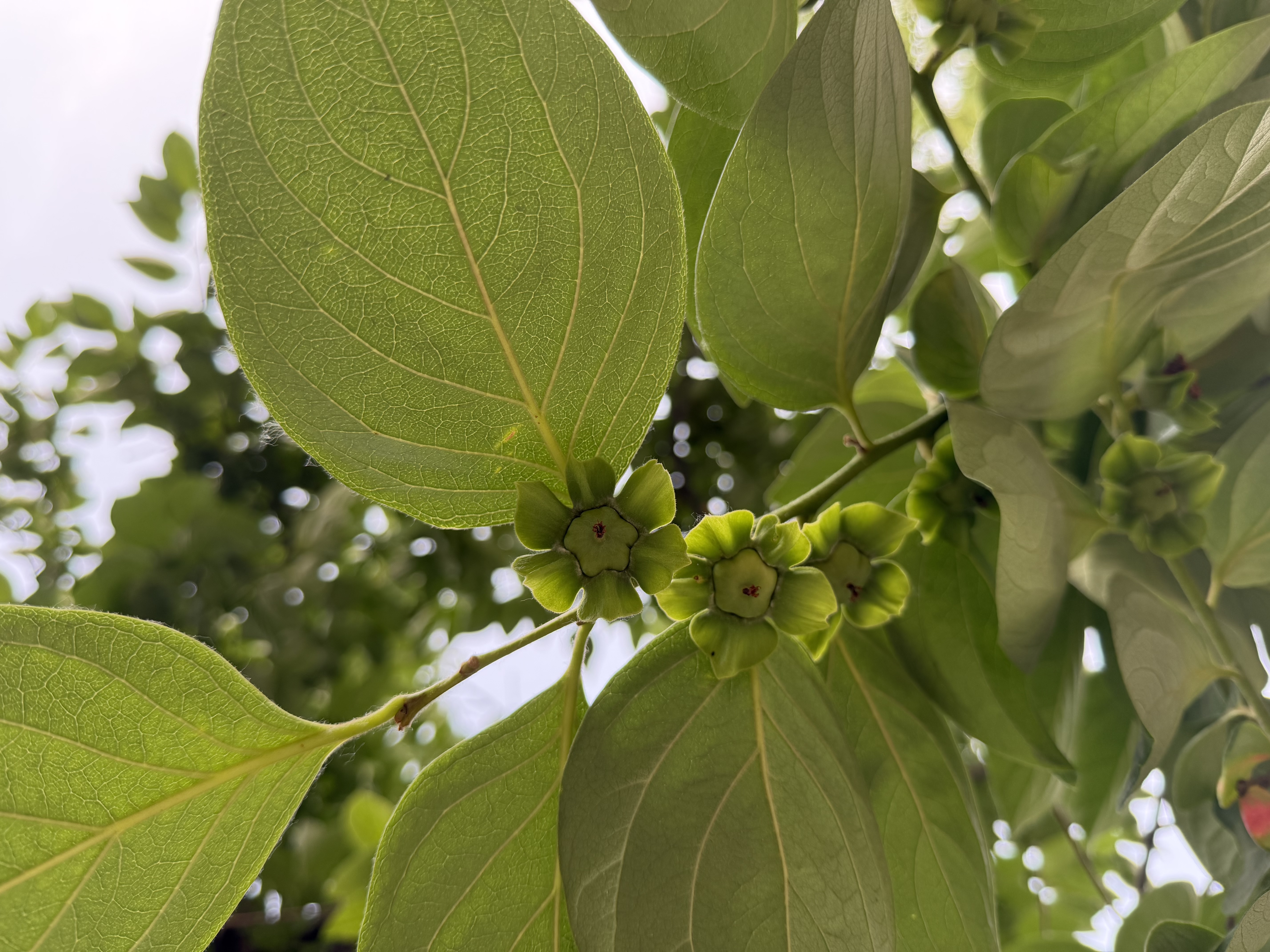 百丽七夕礼物云鲸老爹鞋情侣款26新休闲增高鞋JD018 流光银 37 实拍图