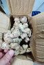 言片光云南小黄姜 生姜 新鲜现挖老姜月子姜生鲜火锅食材 净重0.5斤【有坏包赔】 【品质小黄姜】原产地直发 实拍图