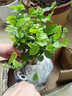 开时果 茉莉花苗盆栽浓香型花卉 室内四季开花阳台好养带花苞桌面绿植物 精品茉莉花5-10株【原生盆】 实拍图