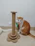 HELLOJOY猫抓柱剑麻猫抓板猫玩具耐抓耐磨不掉屑猫爬架立式自嗨解闷用品 实拍图