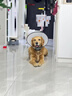 憨憨乐园伊丽莎白圈耻辱圈狗狗猫项圈猫咪头套宠物脖套大型犬防咬圈用品1 实拍图