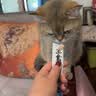 尾巴生活主食猫条全价鲜骨肉 12g*8条 猫咪零食营养多口味混合装成猫幼猫 实拍图