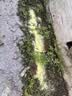 黄鼠狼驱赶神器专用吓养鸡窝笼舍围栏网克星硫磺强力气味粉药工具 【鸡场鸡舍外用】510g驱赶气味粉-袋装-T13 晒单实拍图