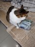LEGENDSANDY蓝氏全价猫粮生鲜高能系列成猫幼猫 试用 试吃 猎鸟乳鸽 50g*5 实拍图
