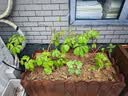 通沭爬山虎苗四季常青爬山虎树苗观叶绿化植物 2年苗10棵源头直发 实拍图