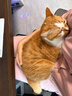 网易严选全价猫粮4.0 宠物主粮成幼猫咪食品 深海鱼虾口味50g*2 试吃试用  实拍图