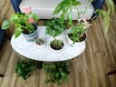 美乐棵  通用营养土养花花肥种植土花土种菜土肥料盆栽绿植专用土壤40L 实拍图