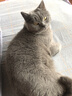 皇家成猫猫粮 营养均衡 F32 通用粮 1-7岁 4.5KG 实拍图