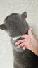 HELLOJOY猫咪驱虫项圈狗狗猫宠物狗猫圈除跳蚤猫猫幼猫小猫小狗体外去跳蚤 实拍图