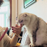 尾巴生活主食猫条全价鲜骨肉 12g*8条 猫咪零食营养多口味混合装成猫幼猫 实拍图