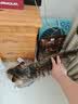 凯莉宠物凉席窝猫窝狗窝狗睡垫 夏季睡垫凉席垫 猫咪狗狗冰垫宠物用品 灰色猫咪凉席窝 40*30cm(建议5斤) 实拍图