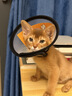 欢宠网伊丽莎白圈猫宠物狗猫咪狗狗绝育软项圈头套脖套防舔防咬脖圈耻辱 实拍图