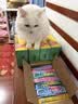 多特思猫零食猫条混合口味15g*100支0肉粉0诱食剂成幼猫咪鱼油罐头湿粮 实拍图