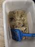 奥莉特松木猫砂除臭低尘可冲厕仓鼠兔子宠物垫料猫咪用品大袋囤货 松木猫砂30斤（6mm直径颗粒） 实拍图