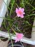 花翁水培植物室内阳台盆栽花卉 混色郁金香4颗+树脂方盆+内篮源头直发 实拍图