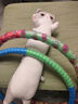 捉趣（ZHUOQU）猫咪抱枕毛绒玩具长条玩偶冰丝睡觉抱枕六一儿童节女朋友生日礼物 灰色【独立内胆】 全长约90cm 实拍图