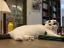 地狱厨房（Hell's Kitchen）宠物猫零食鸭胸肉无添加猫咪狗狗通用营养零食鸭小胸冻干70g*1包 实拍图