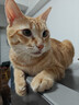 中科拜克猫干扰素重组注射液猫咪猫鼻支疱疹杯状病毒抑制蛋白猫瘟治疗套餐 猫干扰素10支/盒【针+液】 实拍图